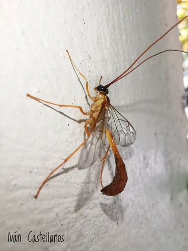 Enicospilus dispilus