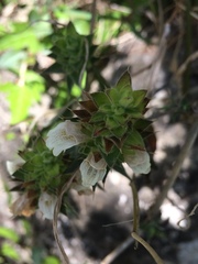 Lepidagathis cuspidata