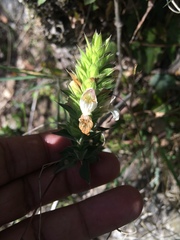 Lepidagathis cuspidata