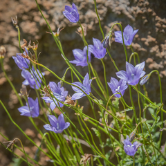 Wahlenbergia cuspidata