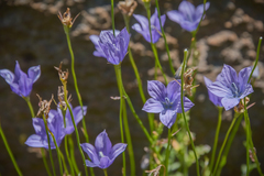 Wahlenbergia cuspidata
