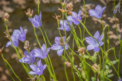 Wahlenbergia cuspidata