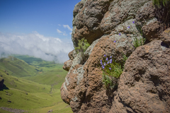 Wahlenbergia cuspidata