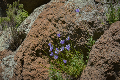 Wahlenbergia cuspidata