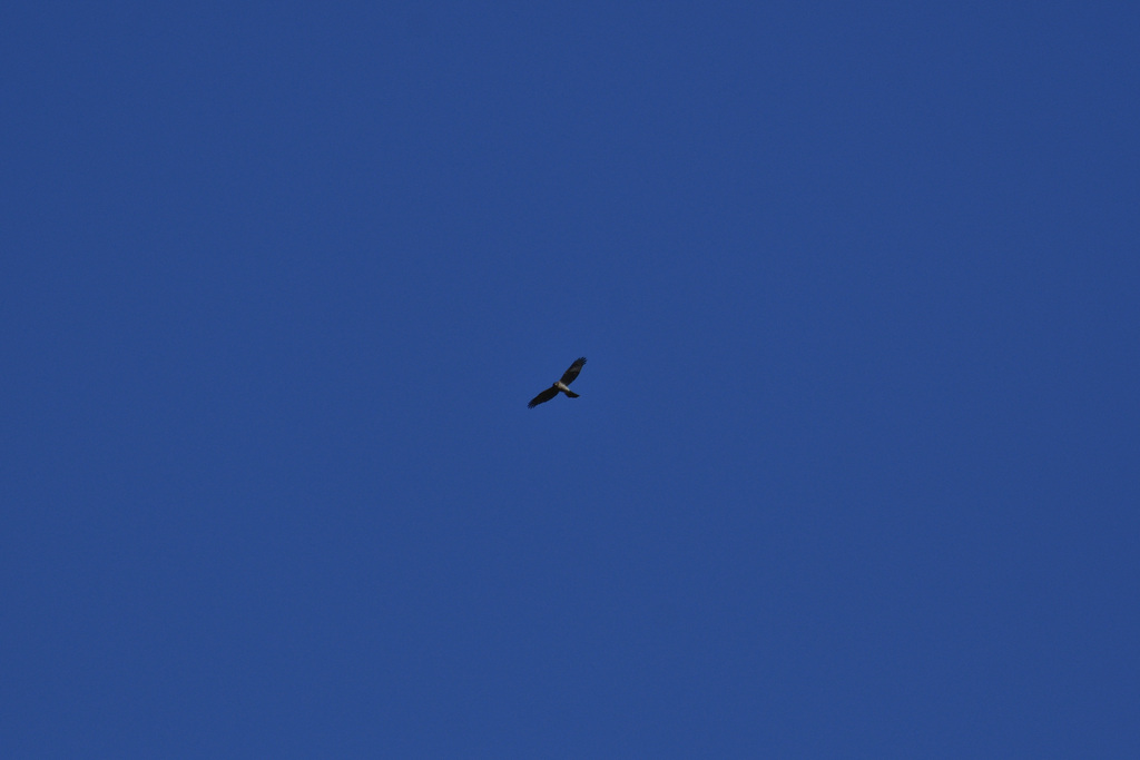 Hawks, Eagles, and Kites from Locarno, Switzerland on August 13, 2023 ...