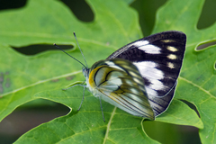 Appias libythea olferna