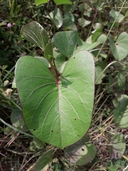 Ipomoea asarifolia