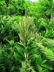 Veratrum grandiflorum