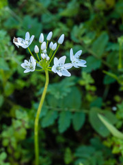 Allium neapolitanum