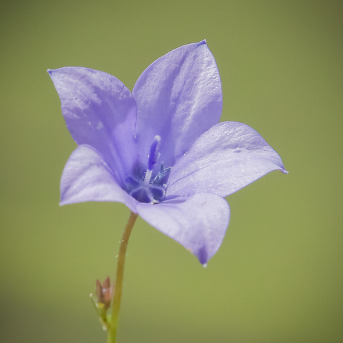 Pressed Capebell (Wahlenbergia appressifolia)