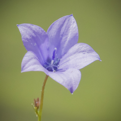 Wahlenbergia appressifolia