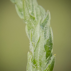 Wahlenbergia appressifolia