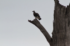 Haliaeetus ichthyaetus