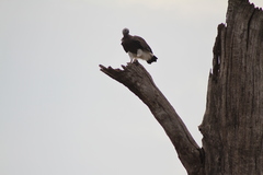 Haliaeetus ichthyaetus