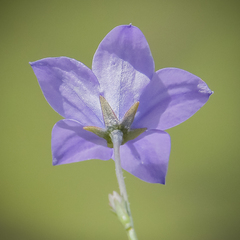 Wahlenbergia appressifolia