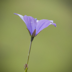 Wahlenbergia appressifolia