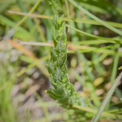 Wahlenbergia appressifolia