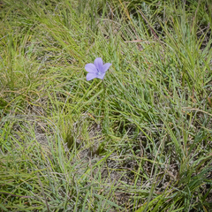 Wahlenbergia appressifolia
