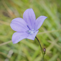Wahlenbergia appressifolia
