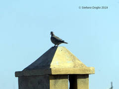 Streptopelia decaocto