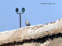 Streptopelia decaocto