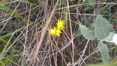 Cambessedesia espora