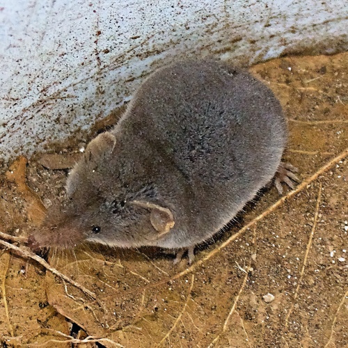 Ticul’s desert shrew (Notiosorex tataticuli) — Data Deficient Mammalia