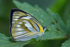 Appias libythea olferna