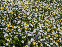 Matricaria chamomilla