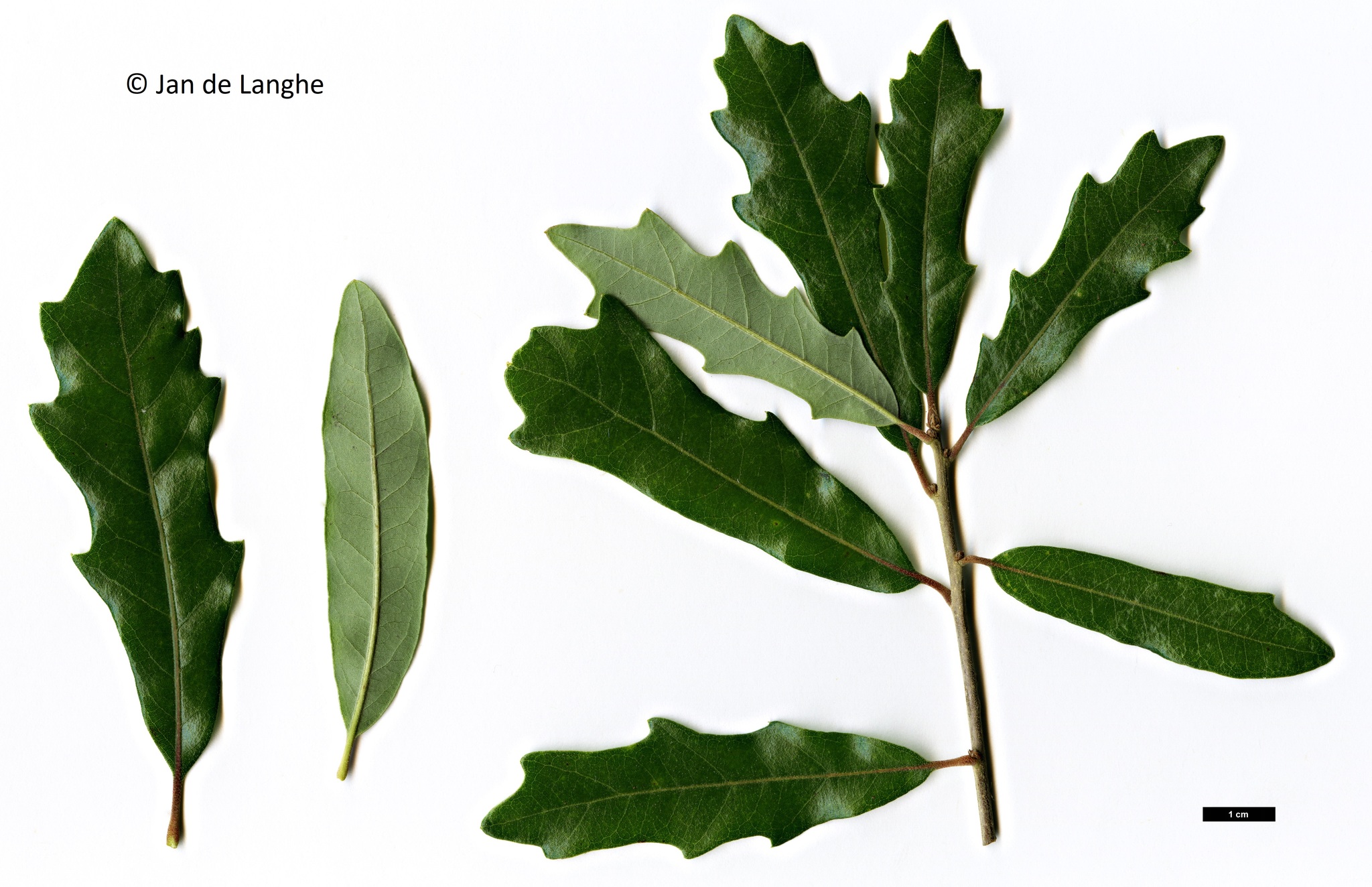 Quercus X comptoniae