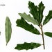 Quercus × comptoniae - Photo (c) Chris Kneupper, μερικά δικαιώματα διατηρούνται (CC BY-NC), uploaded by Chris Kneupper
