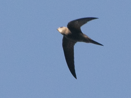 Vencejo pálido (Apus pallidus)