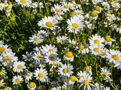 Matricaria chamomilla