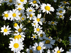 Matricaria chamomilla