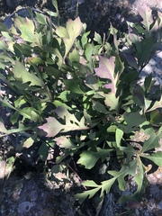 Cussonia paniculata sinuata