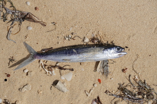 Atlantic smallwing flyingfish (Oxyporhamphus micropterus) — Hemiramphidae