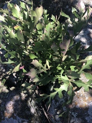 Cussonia paniculata sinuata