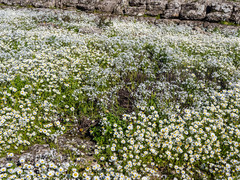 Matricaria chamomilla
