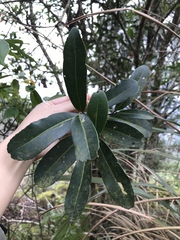 Theaceae