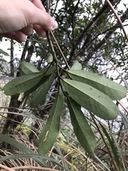 Theaceae