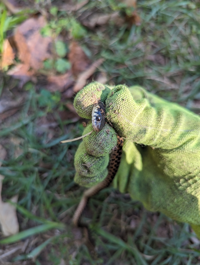 Eastern Garter Snake from Blackstone, Semmes, AL 36575, USA on October ...