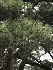 Pinus morrisonicola