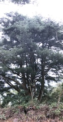 Pinus morrisonicola
