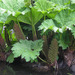 Gunneras and Resurrection Plants - Photo (c) Dick Culbert, some rights reserved (CC BY)