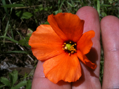 Papaver heterophyllum