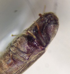 Trixagus mendax