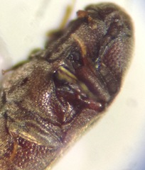 Trixagus mendax