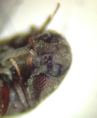 Trixagus mendax