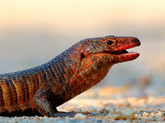 Matobosaurus validus
