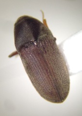 Trixagus mendax